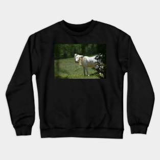 Wild Horse Crewneck Sweatshirt